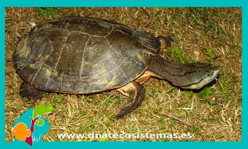 tortuga-cabeza-de-sapo-del-paraguay-phrinops-geofroanus-tienda-de-tortugas-online-oferta