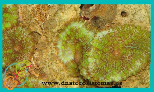 oferta-rhodactis-inchoarta-vert-fluo-3-5-polipos-tienda-de-corales-online-venta-coral-por-internet-tiendamascotasonline-venta-de-peces-marinos-online-barato