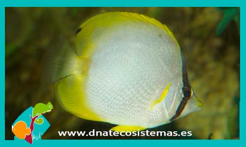chaetodon-ocellatus-tienda-de-peces-online-peces-por-internet-mundo-marino-todo-marino