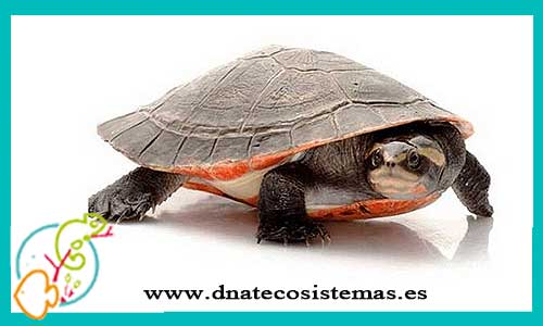 oferta-tortuga-payaso-emydura-m-l-ccee-subglosbosa-tienda-de-reptiles-online-venta-tortuga-por-internet-tiendamascotasonline-barato-economico