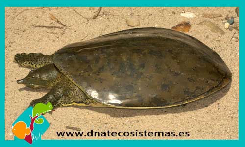 tortuga-caparazon-blando-de-usa-trionyx-apalone-spiniferus-tortuga-mordedora-chelydra-serpentina-rhinoclemmys-pulcherrima-tortuga-de-bosque-centroamericana-venta-tortugas-online-tienda-de-tortugas-online-compra-de-tortugas-productos-para-tortugas