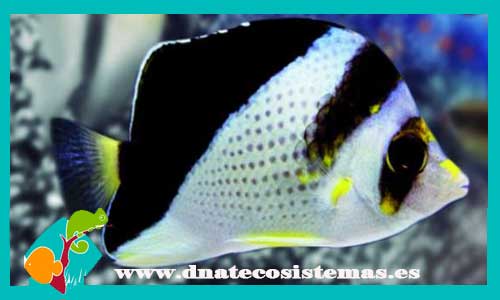 chaetodon-burgessi-tienda-de-peces-online-peces-por-internet-mundo-marino-todo-marino