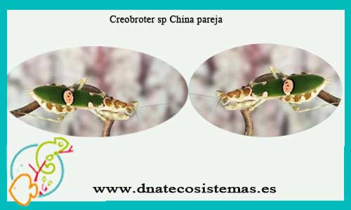 oferta-mantis-chlidonoptera-sp-china-tienda-mantis-online-venta-insectos-por-internet-tiendamascotasonline-venta-invertebrados-internet-barato-pareja