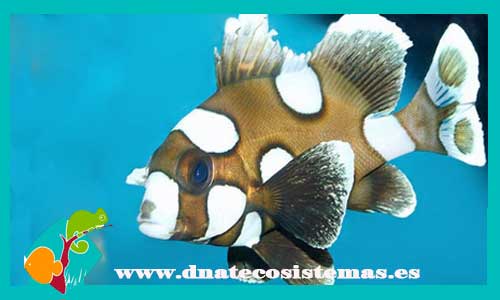 plectorhinchus-chaetodonoides-tienda-de-peces-online-peces-por-internet-mundo-marino-todo-marino