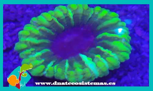 mussidae-spp-verde-y-azul-tienda-de-peces-online-acuario-plantas-algas-comida-alimento-congelado-seca-vivo