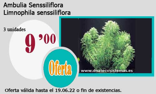 .Ambulia Senssiliflora