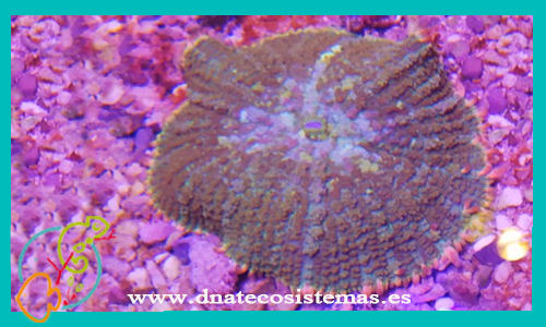 rhodactis-esqueje-1-cabeza-a-venta-de-corales-baratos-