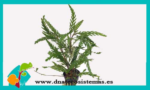 hygrophila-pinnatifida-plantas-para-acuarios-de-agua-dulce