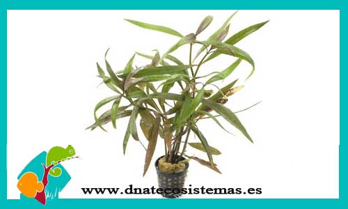hygrophila-lacustris-difformis-sumergida-green-plantas-para-acuarios-de-agua-dulce