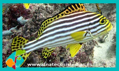 plectorhinchus-vittatus-tienda-de-peces-online-peces-por-internet-mundo-marino-todo-marino