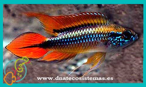 oferta-apistogramma-agasizi-macho-doble-rojo-4-5cm-ccee-tienda-de-peces-online-peces-por-internet-peces-agua-dulce-ciclidos-americanos