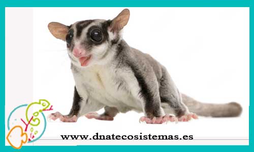 oferta-venta-petauro-del-azucar-hembra-6-meses-ccee-petaurus-breviceps-tienda-roedores-baratos-en-espana-portugal-tienda-venta-mamiferos-economicos-por-internet-tienda-mascotas-rebajas-online