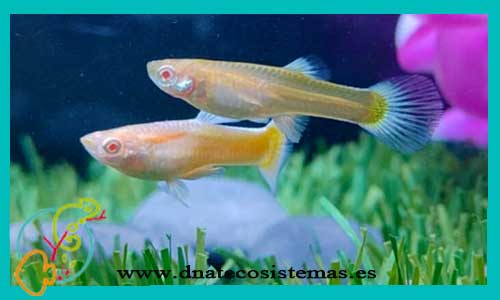 oferta-guppy-selec-pareja-albino-ojo-rojo-tienda-de-peces-online