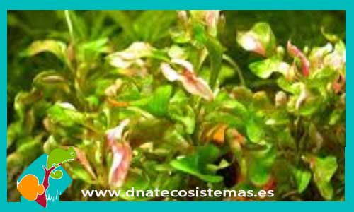 althernanthera-undulata-plantas-para-acuarios-de-agua-dulce