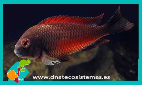 tropheus-moorii-moliro-3-3.5cm-bembabulu-point-golden-kazumba-venta-de-peixe-online