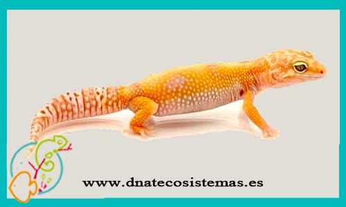 oferta-venta-gecko-leopardo-sunglow-eublepharis-macularius-tienda-de-reptiles-baratos-online-venta-de-geckos-economicos-por-internet-tienda-mascotas-rebajas-online