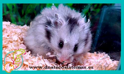 oferta-venta-hamster-comun-mapache-mesocricetus-auratus-tienda-de-mamiferos-baratos-online-venta-de-mascotas-economicas-por-internet-tienda-hamster-relago-online