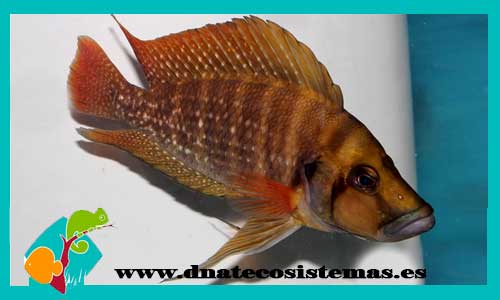 lamprologus-compressices-red-2-3cm-gold-head-ficha-venta-peces-online-tanganica