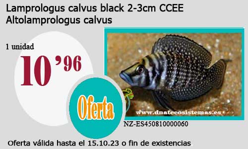 Lamprologus calvus black 2-3cm CCEE.