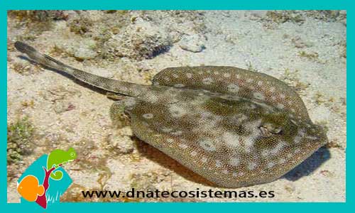urobatis-jamaicensis-tienda-de-peces-online-peces-por-internet-mundo-marino-todo-marino