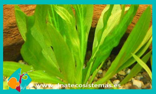 echinodorus-horemanii-plantas-para-acuarios-de-agua-dulce