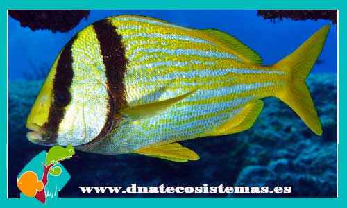 anisotremus-virginicus-tienda-de-peces-online-peces-por-internet-mundo-marino-todo-marino