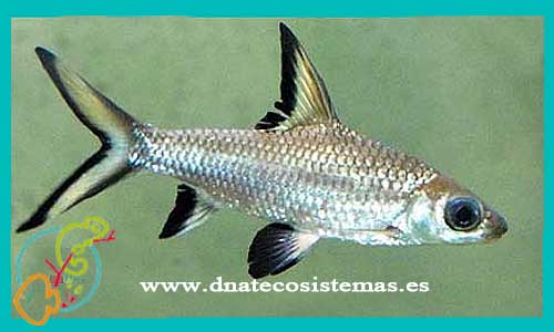 oferta-venta-labeo-plata-6cm-ccee-balantiocheilus-melanopterus-tienda-peces-tropicales-baratos-online-venta-labeos-por-internet-tienda-mascotas-peces-rebajas