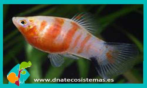 xiphophorus-maculatus-hembra-3.5-tigre-platy-tigre-platy-tiger-tienda-de-viviparos-acuarios-a-medida-venta-online-de-peces-peces-baratos