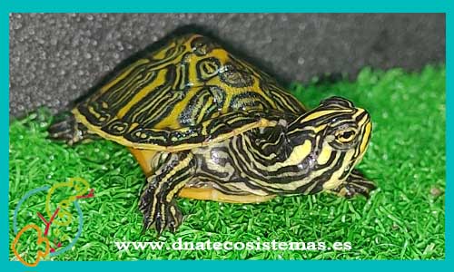 oferta-venta-tortuga-laberinto-3cm-ccee-pseudemys-nelsoni-tienda-tortuga-patas-cabezas-rojas-online-venta-tortugas-calidad-baratas-por-internet-tienda-dnatecosistemas-reptiles-rebajas-bonitos-online