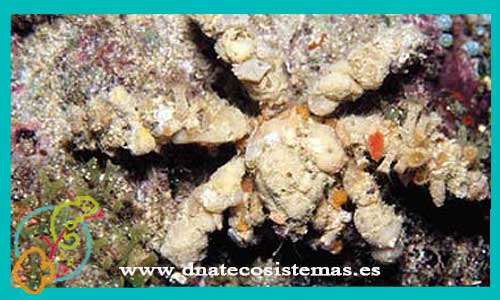 Composcia Retrusa ( Spider  Crab)