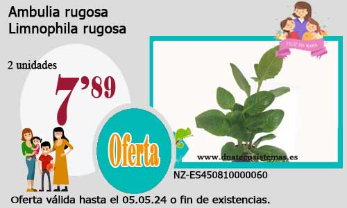 17-04-24-limnophila-rugosa-aromatica-plantas-para-acuarios-de-agua-dulce