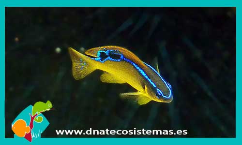 chrysiptera-brownrigg-tienda-de-peces-online-peces-por-internet-mundo-marino-todo-marino