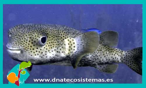 diodon-hystris-pez-globo-marino-tienda-de-peces-online-peces-por-internet-mundo-marino-todo-marino