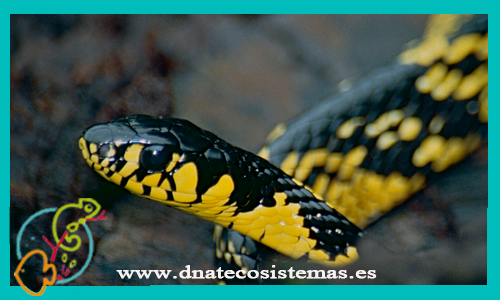 serpiente-tigre-spilotes-pullatus-m-venta-de-serpiente