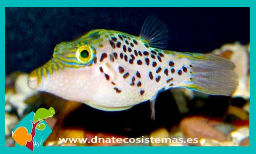canthigaster-leoparda-sm-tienda-de-peces-online-peces-por-internet-mundo-marino-todo-marino