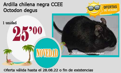 Ardilla chilena negra CCEE