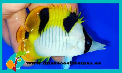 chaetodon-falcula-tienda-de-peces-online-peces-por-internet-mundo-marino-todo-marino