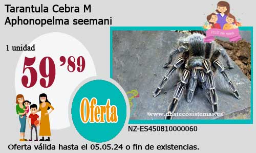 Tarantula Cebra  M.