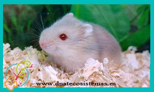 oferta-venta-hamster-ruso-crema-albino-phodopus-sungorus-tienda-de-mamiferos-baratos-online-venta-de-mascotas-economicas-por-internet-tienda-hamster-relago-online