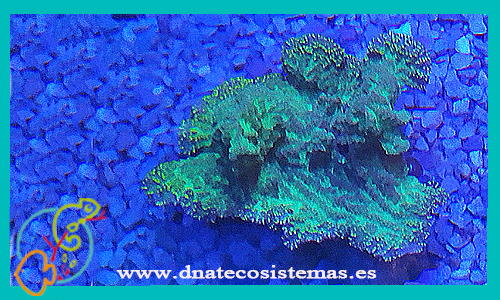 merulinidae-spp-coral-duro-tienda-de-coral-marino-barato