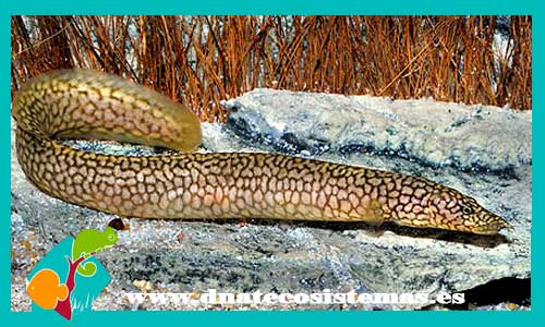 anguila-de-fuego-mastacembelus-moorii-anguila-moteada