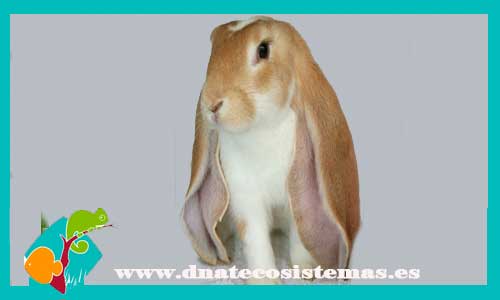 conejo-english-lop-tienda-conejo-online-accesorios-juguetes-comida-golosinas-conejos