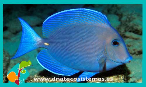 acanthurus-coeruleus-tienda-de-peces-online-venta-de-peces-por-internet-peces-angel