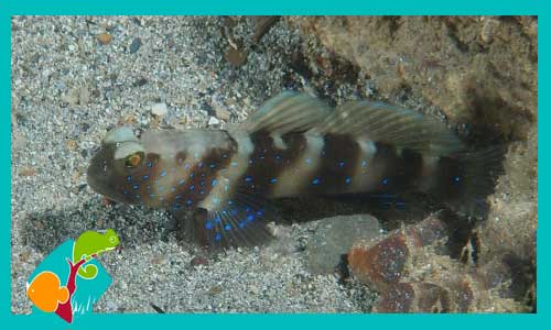 cryptocentrus-fasciatus-gobio-marino-venta-de-peces-marinos-online