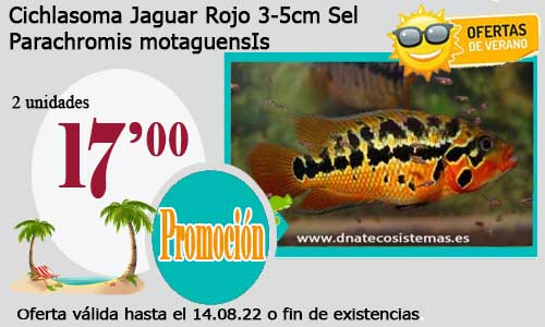 .Cichlasoma Jaguar Rojo 3-5cm Sel