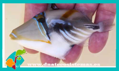 rhinecanthus-aculeatus-m-tienda-de-peces-online-peces-por-internet-mundo-marino-todo-marino
