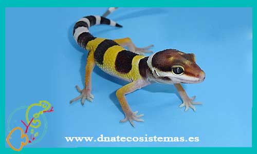 oferta-venta-gecko-leopardo-baby-ccee-eublepharis-macularius-tienda-de-reptiles-baratos-online-venta-de-geckos-economicos-por-internet-tienda-mascotas-rebajas-online