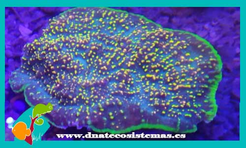 mussidae-spp-azul-y-amarillo-tienda-de-peces-online-acuario-plantas-algas-comida-alimento-congelado-seca-vivo