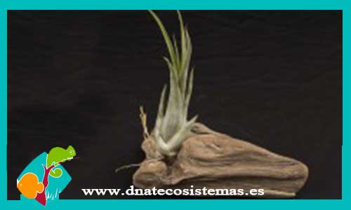 tillandsia-paucifolia-diametro-8cm-altura-12cm-tienda-online-de-productos-para-terrarios