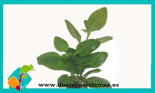venta-holanda-limnophila-rugosa-aromatica-plantas-para-acuarios-de-agua-dulce